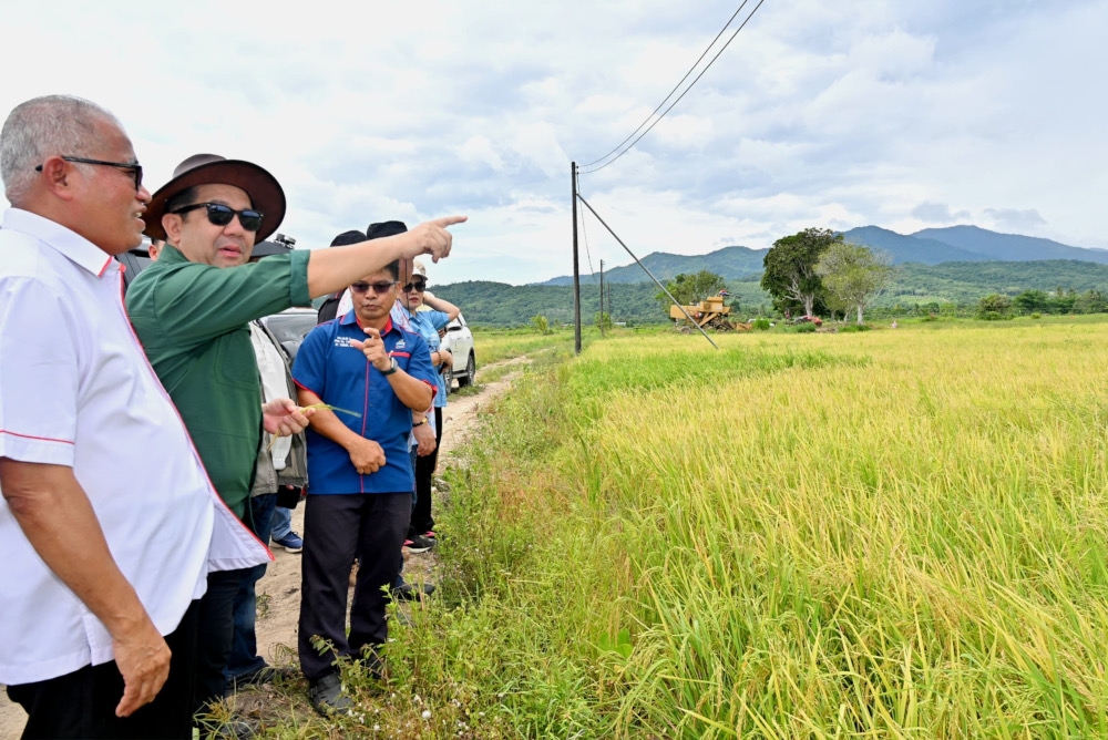High potential for Sabah to cultivate corn to reduce import of animal feed, says minister