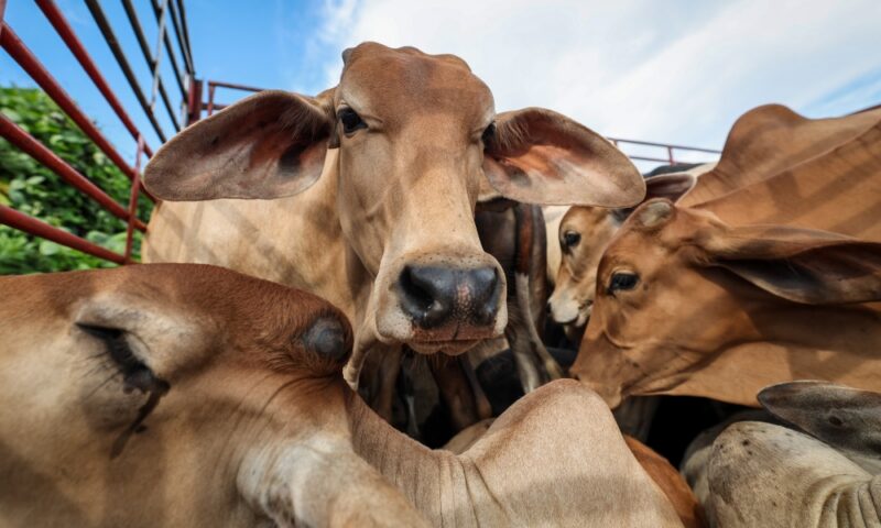 Anwar donates sacrificial cow to Pahang media practitioners