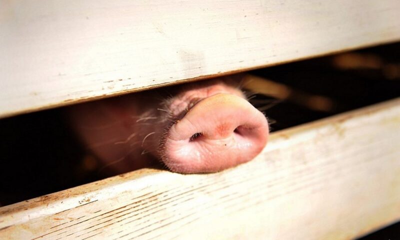 Closure of 30 pig farms in Tanjong Sepat enters final phase, with 11,000 animals remaining