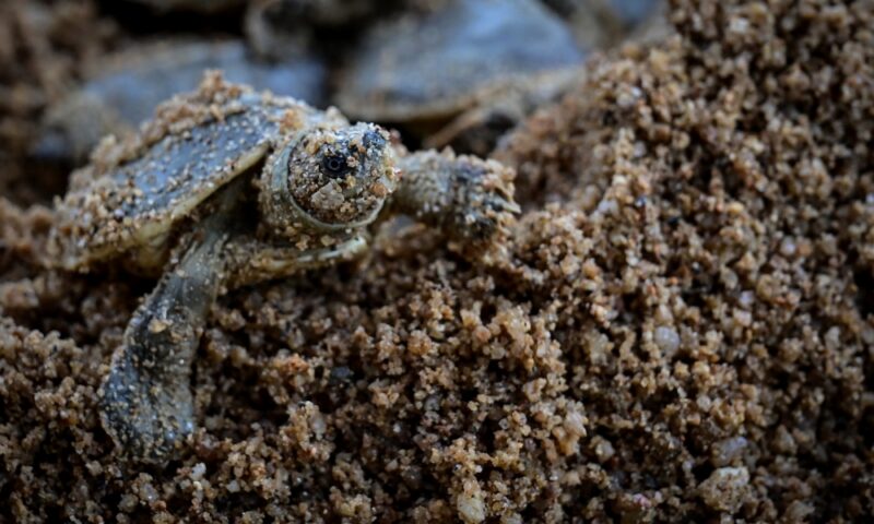 Conservation programme success: Over 1,200 river terrapins hatch in Kemaman