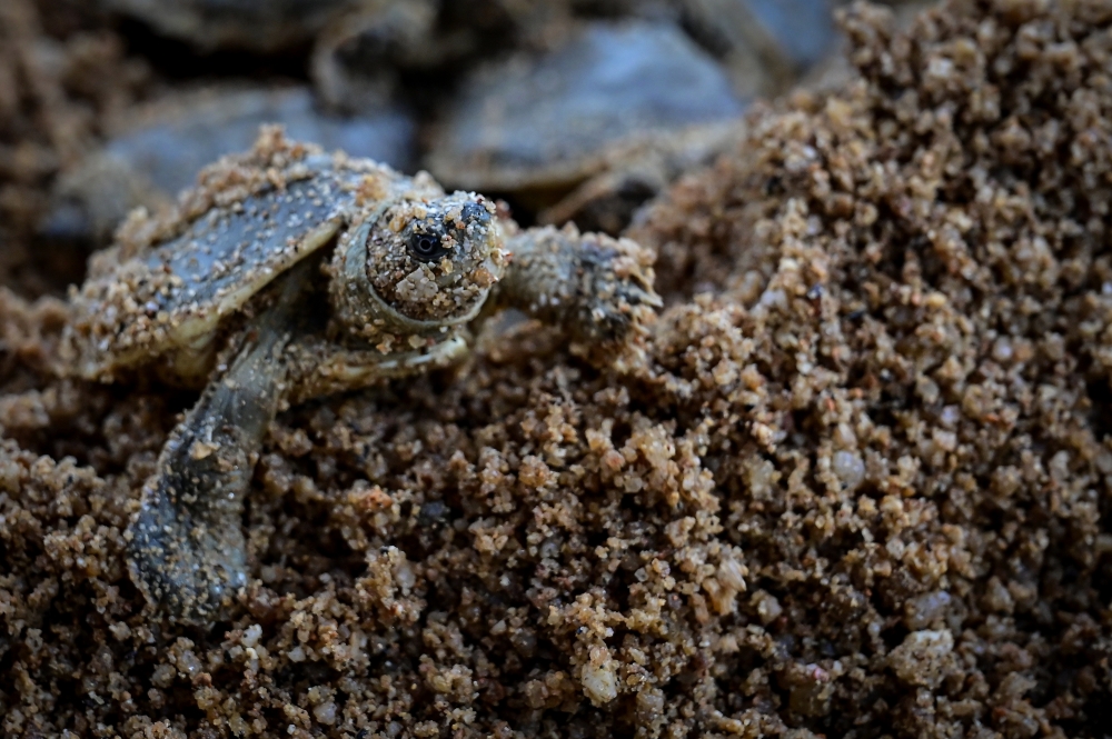 Conservation programme success: Over 1,200 river terrapins hatch in Kemaman
