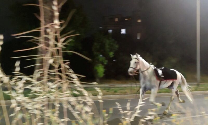 From parade drill to pandemonium: Horses gallop 14km through Rome after unauthorised fireworks