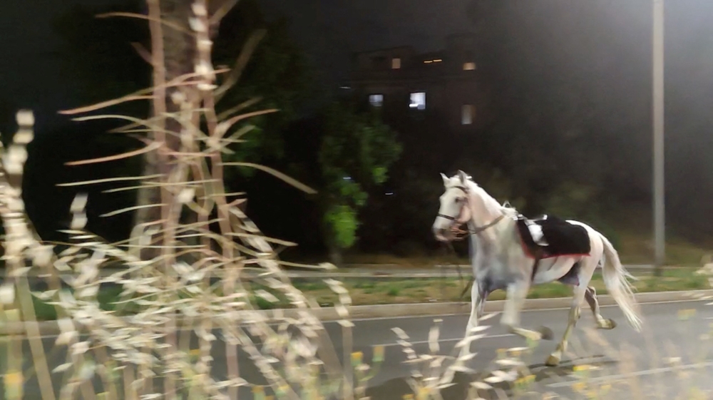From parade drill to pandemonium: Horses gallop 14km through Rome after unauthorised fireworks