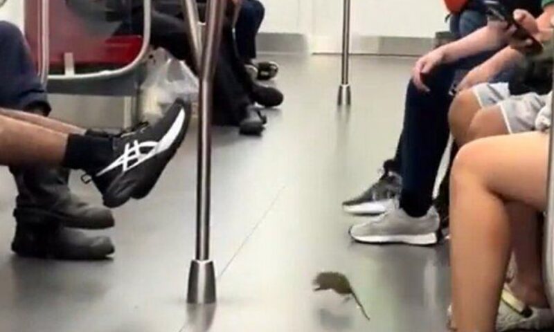 Singapore train operator steps up pest control after rat seen cavorting in carriage