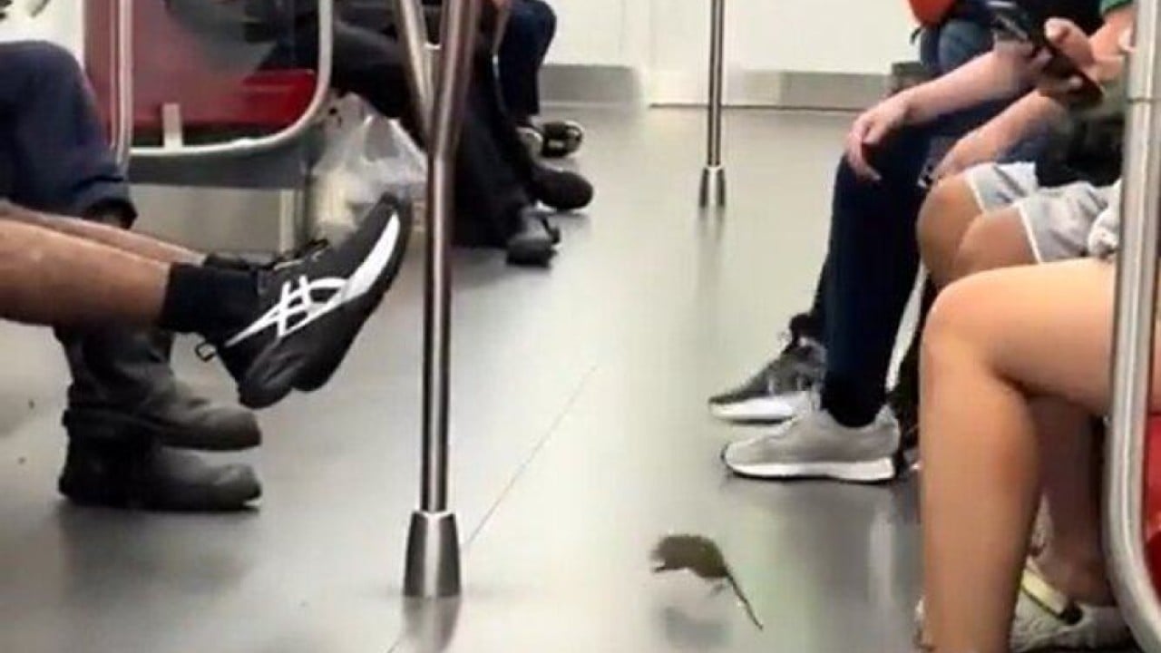 Singapore train operator steps up pest control after rat seen cavorting in carriage
