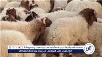 محافظة الجيزة تُشدد على الالتزام بضوابط شوادر الماشية للحفاظ على الانضباط بالشوارع
