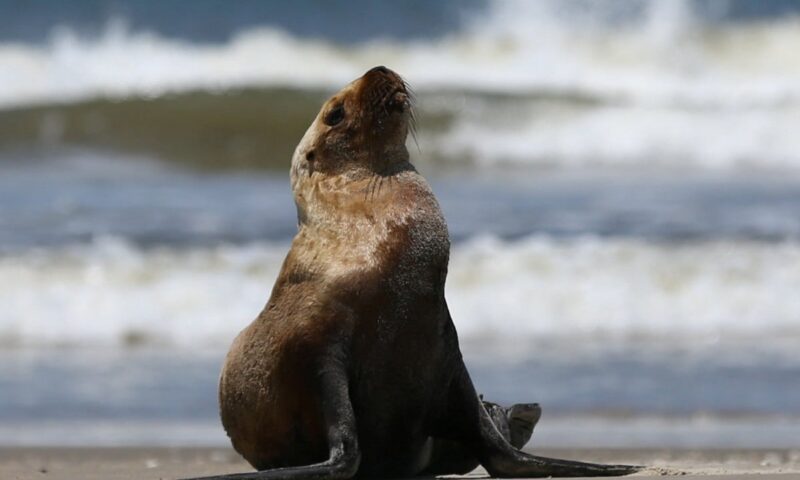 ‘Wildlife injury’ forces New Zealand surfing event to be put on hold