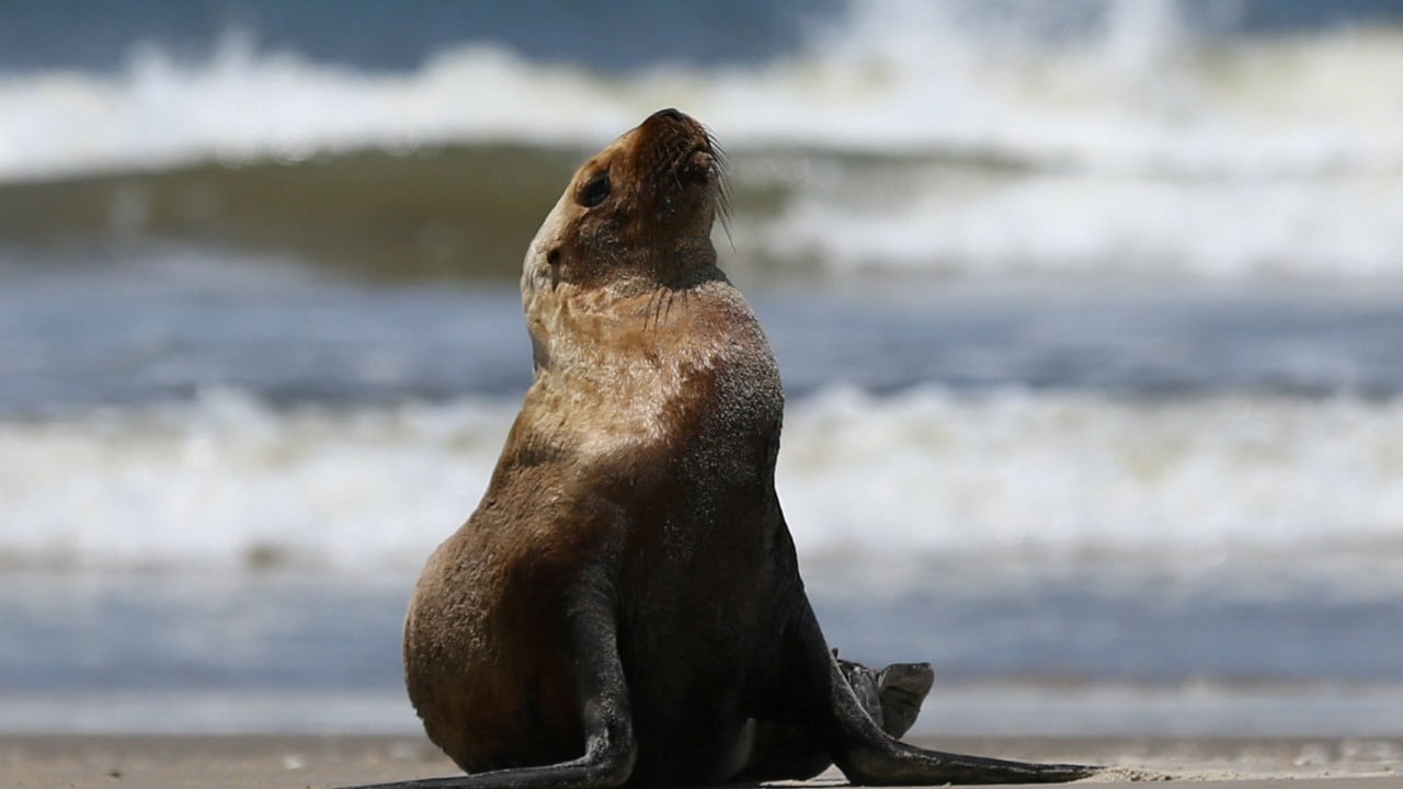 ‘Wildlife injury’ forces New Zealand surfing event to be put on hold