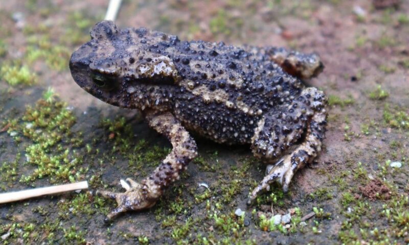 New toad species recorded in Meghalaya named after Khasi women’s attire
