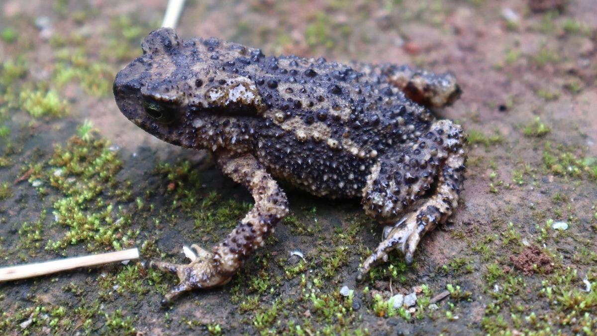 New toad species recorded in Meghalaya named after Khasi women’s attire