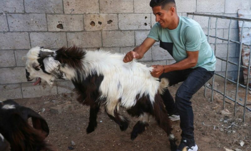 West Bank settlers steal Palestinian family’s sheep herd ahead of Eid festival