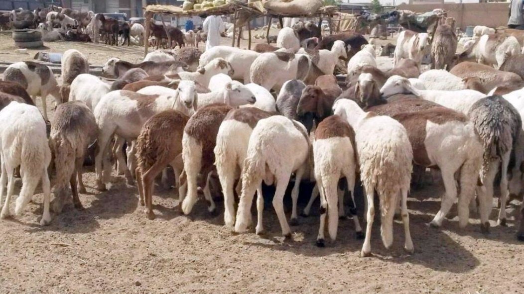 محافظة الجيزة تُشدد على الالتزام بضوابط شوادر الماشية للحفاظ على الانضباط بالشوارع