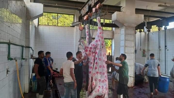 بيطري بني سويف: فتح 16 مجزراً  لنحر الأضاحي بالمجان للمواطنين