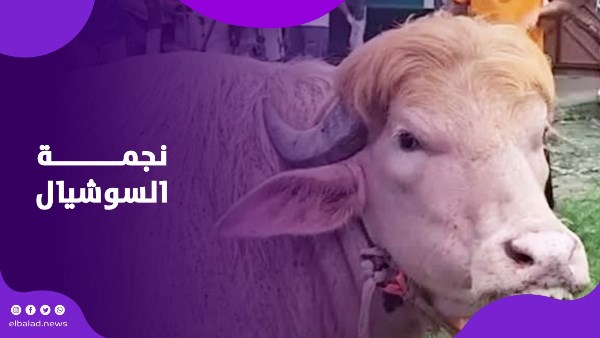 نجمة السوشيال.. جاموس يشبه دونالد ترامب يثير الجدل قبل عيد الأضحى