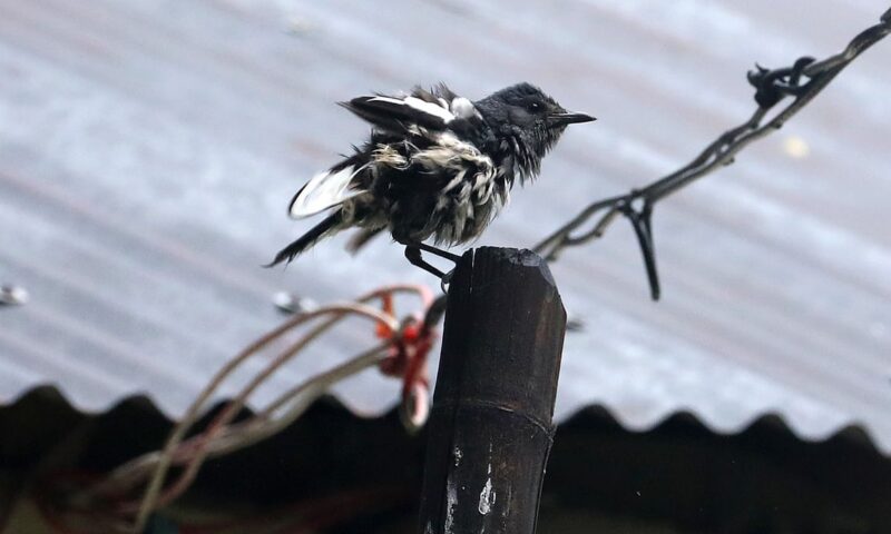Birds on a rainy day