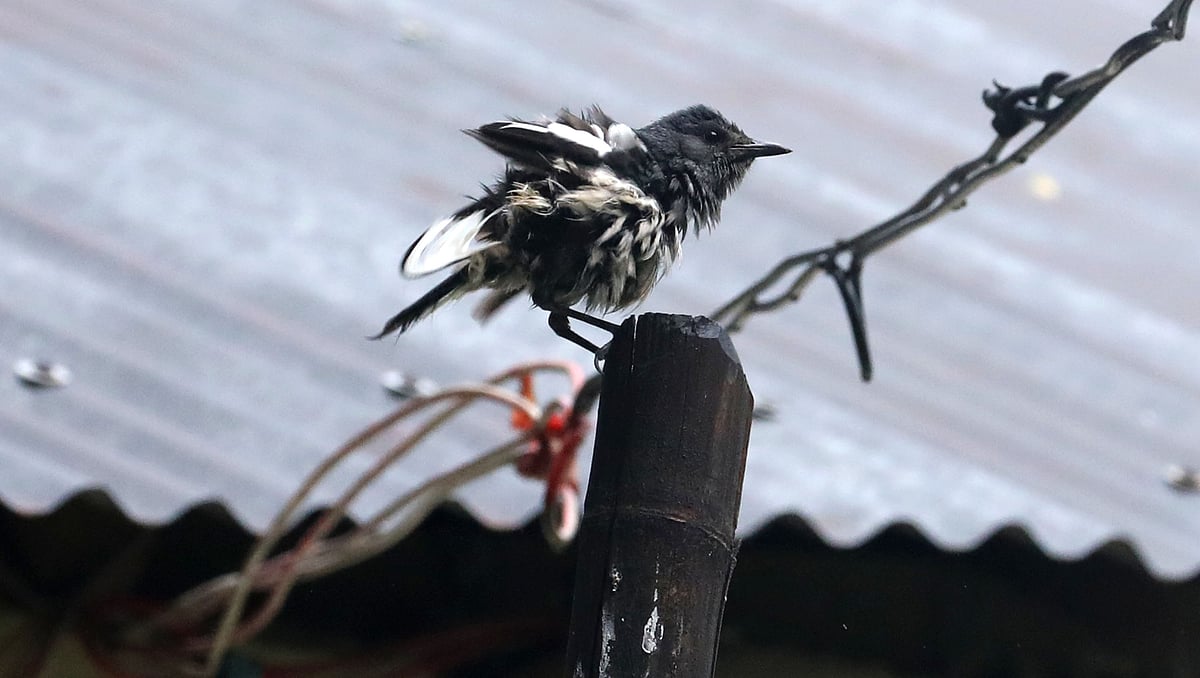 Birds on a rainy day