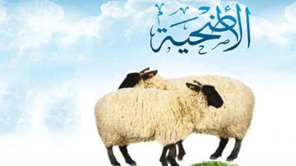 متى يبدأ وقت الأضحية؟.. الإفتاء توضح