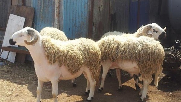 أحكام الأضحية والسن الشرعي لكل نوع منها.. تعرف عليها
