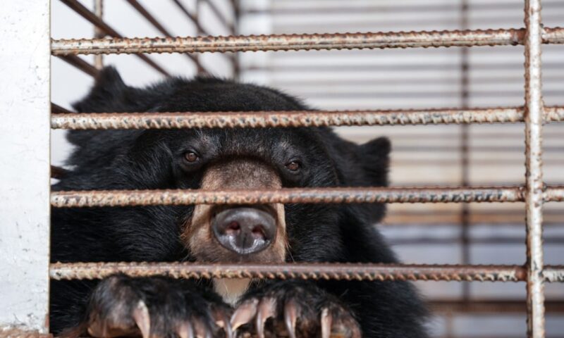 After years in tiny cages, 27 moon bears in Laos finally taste freedom