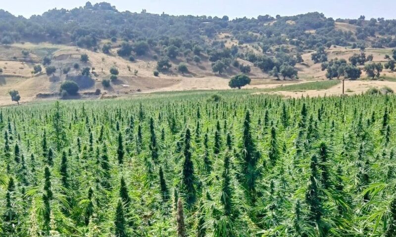 بعد تقنينه في المغرب.. تعثر التسويق يدفع مزارعي القنب الهندي للتلويح بورقة السوق السوداء