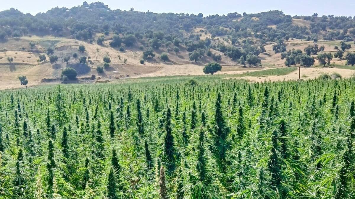 بعد تقنينه في المغرب.. تعثر التسويق يدفع مزارعي القنب الهندي للتلويح بورقة السوق السوداء
