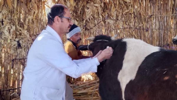 تحصين 89 ألف رأس ماشية ضد الحمى القلاعية والوادي المتصدع بالمنيا