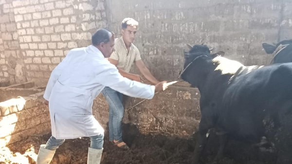 محافظ أسيوط: تحصين أكثر من 47 ألف رأس ماشية خلال 4 أسابيع ضمن الحملة القومية ضد الحمى القلاعية
