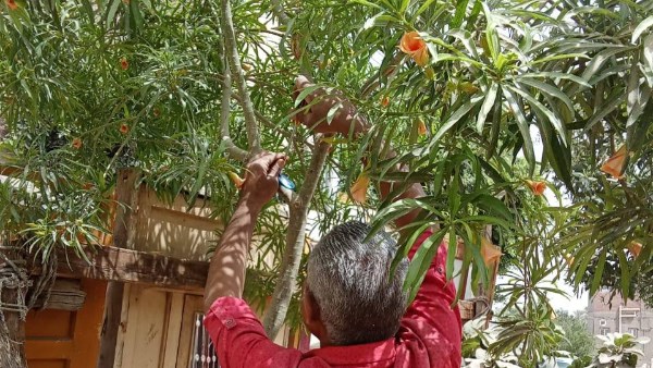 محافظ أسيوط: استمرار تركيب الأكواد التعريفية لمبادرة 100 مليون شجرة