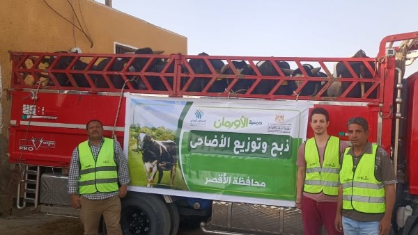 الأقصر: نحر 50 عجلًا بلديًا بـ 3 مجازر وتوزيعها على الأكثر احتياجًا