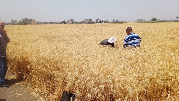 صوامع وشون الشرقية تستقبل 623 ألف طن قمح