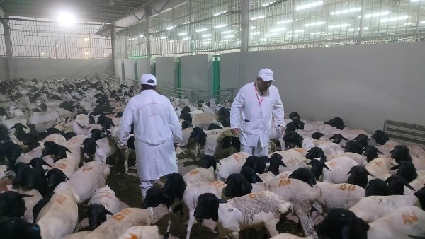 الزراعة: بدء أعمال البعثة المصرية للإشراف على الهدي والأضاحي بالسعودية