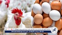 استقرار أسعار الدواجن والبيض بأسوان اليوم الجمعة 22 مايو 2026