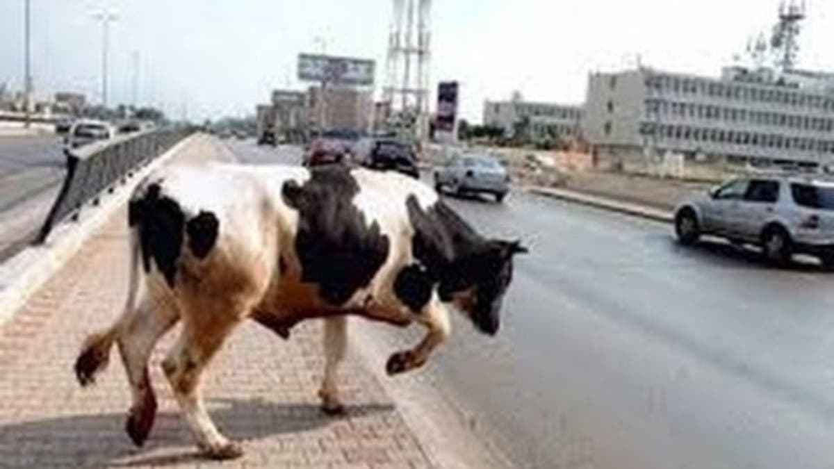 مطاردات شوارع طريفة.. فيديوهات عجول هاربة تتصدر التريند في مصر  