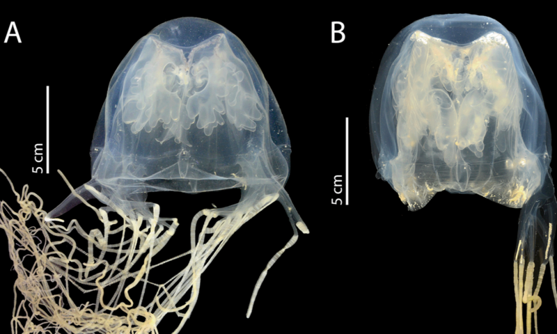 Scientists discover deadly, highly venomous box jellyfish near Singapore’s ‘Island of Death Behind’