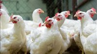 سعر الدواجن اليوم السبت في الأسواق