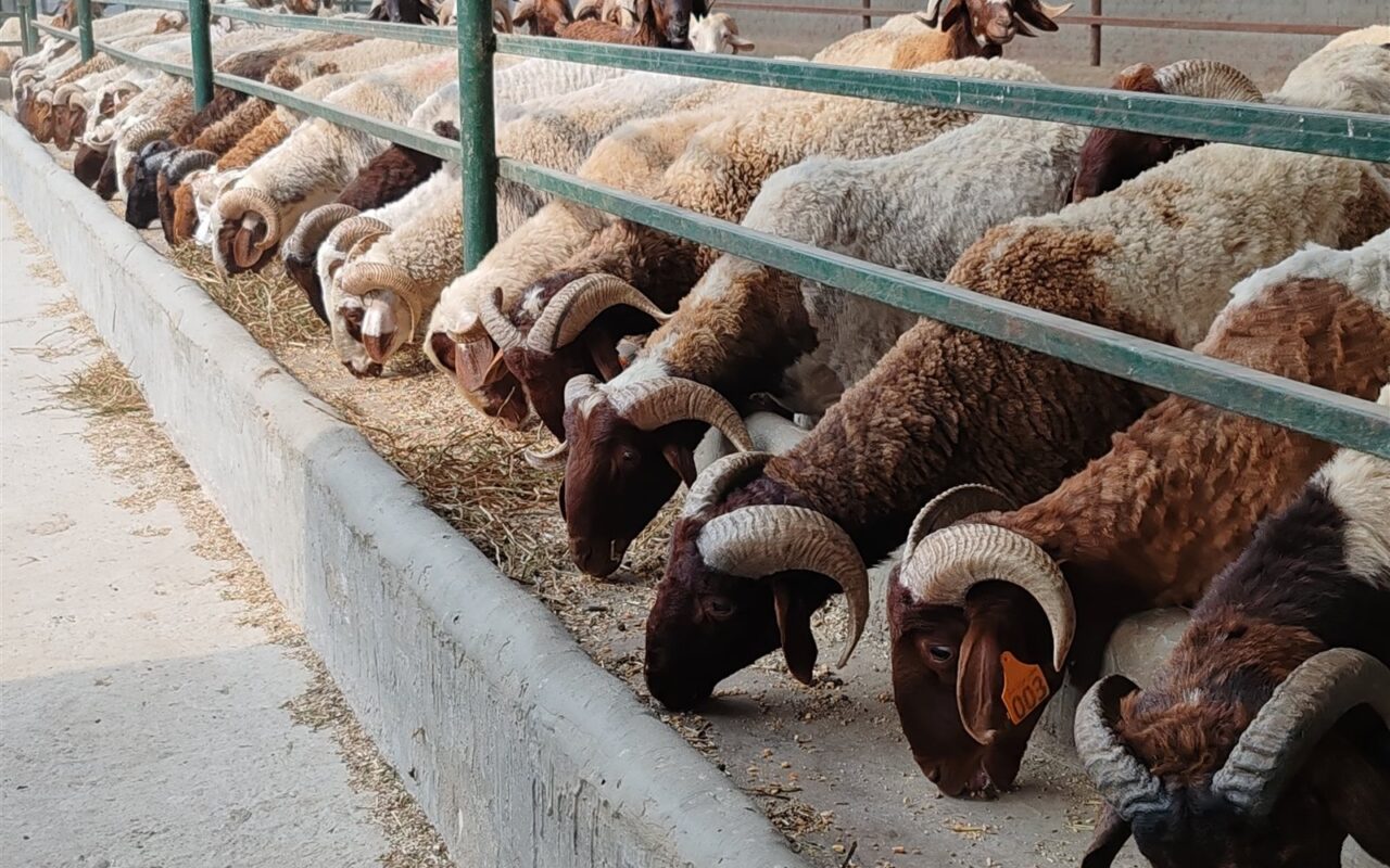 خراف وماعز وعجول.. تعرف على أحدث أسعار الأضاحي في المحافظات اليوم