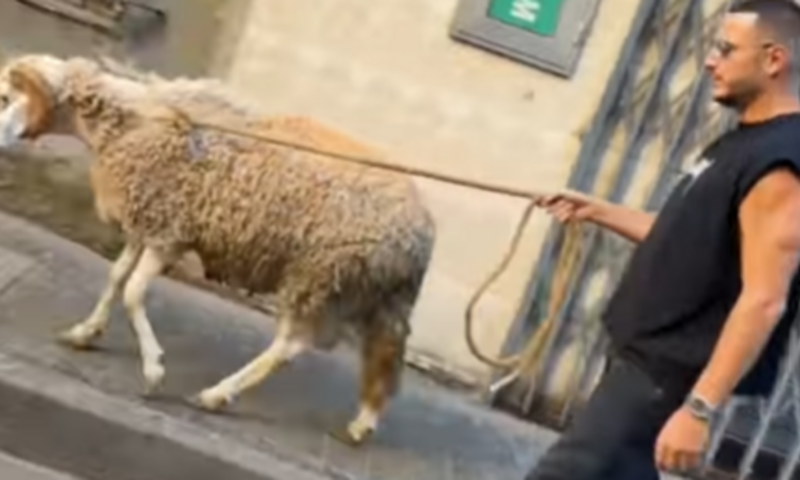 مشاهير الجزائر يعيشون “لمة العيد” من قلب الأحياء الشعبية