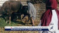 محافظ أسيوط: تحصين 47 ألف رأس ماشية بالمحافظة
