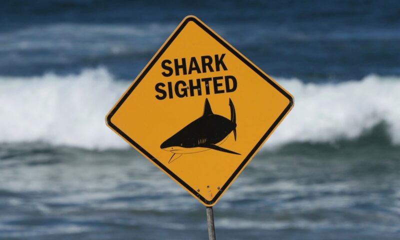 Man killed by shark at Great Barrier Reef in second deadly Australian attack this month