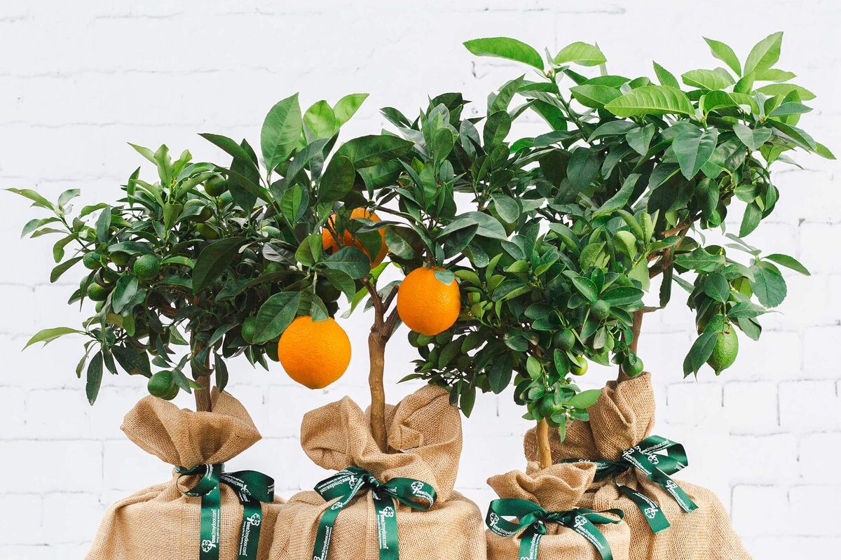 I was sent a lemon tree through the post – and it’s the gift I didn’t know I needed (aff)