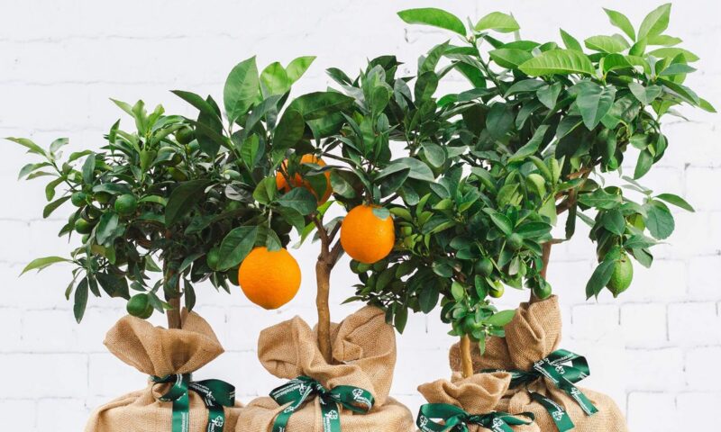 I was sent a lemon tree through the post – and it’s the gift I didn’t know I needed (aff)