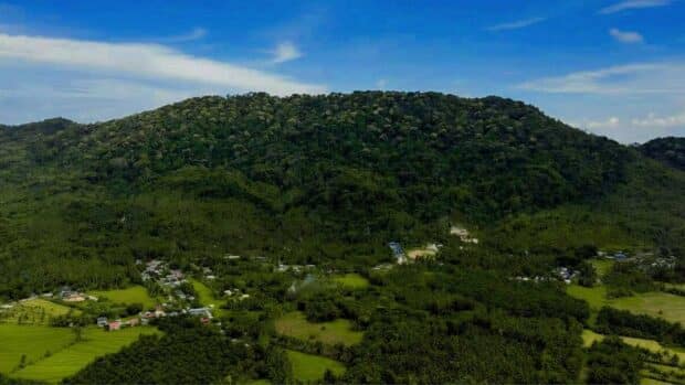 Agusan del Sur’s Mt. Magdiwata in rare, crucial bloom