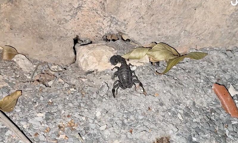 عقارب ترعب ساكنة بالبيضاء