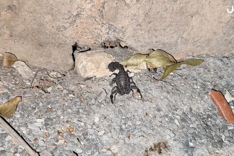عقارب ترعب ساكنة بالبيضاء