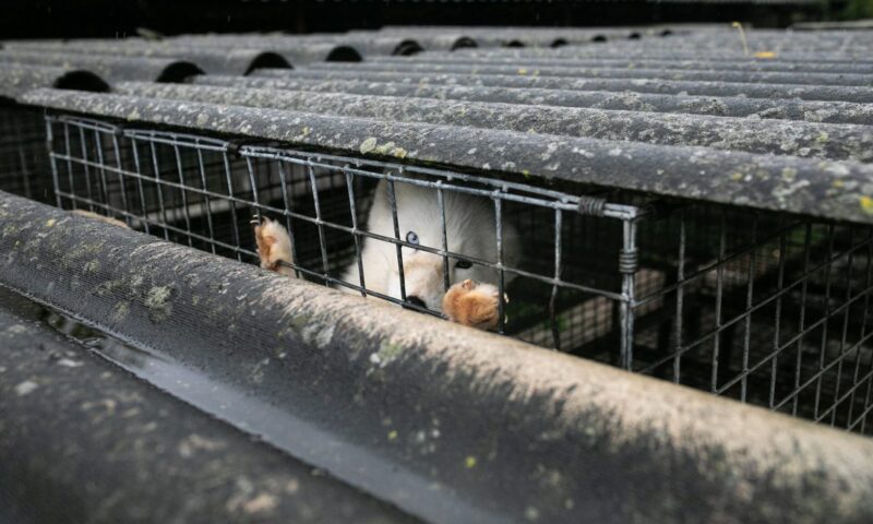 Open letter: citizens asked for a fur ban four years ago, will the European Commission deliver? [Promoted Content]