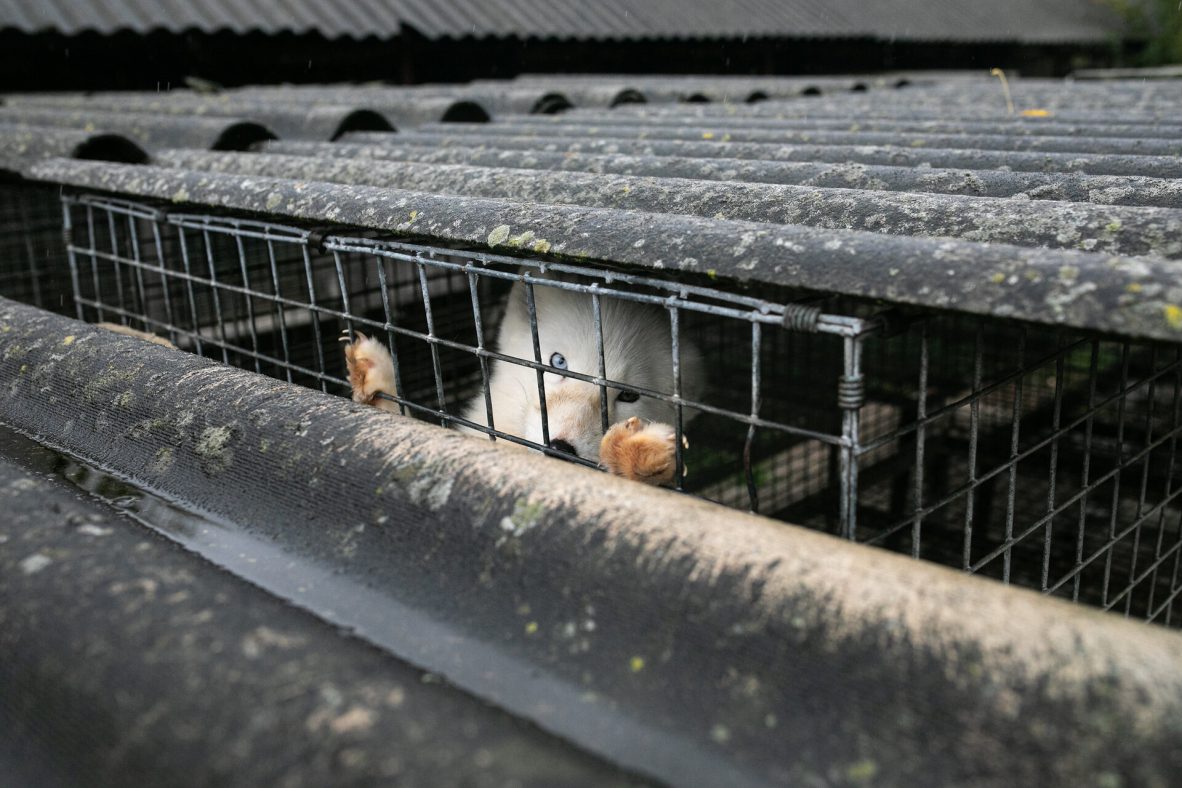 Open letter: citizens asked for a fur ban four years ago, will the European Commission deliver? [Promoted Content]