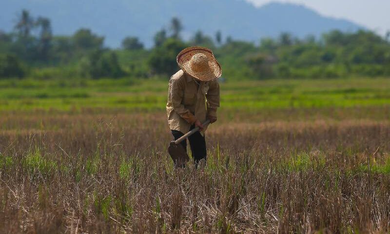 Expert warns prolonged Kedah planting delay may disrupt rice production