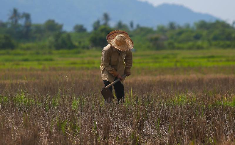 Expert warns prolonged Kedah planting delay may disrupt rice production