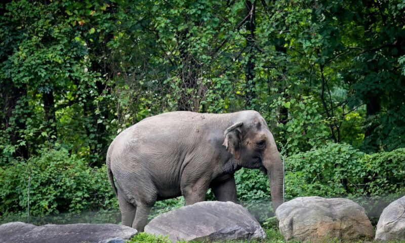 Happy the elephant’s final goodbye leaves Bronx Zoo staff in tears