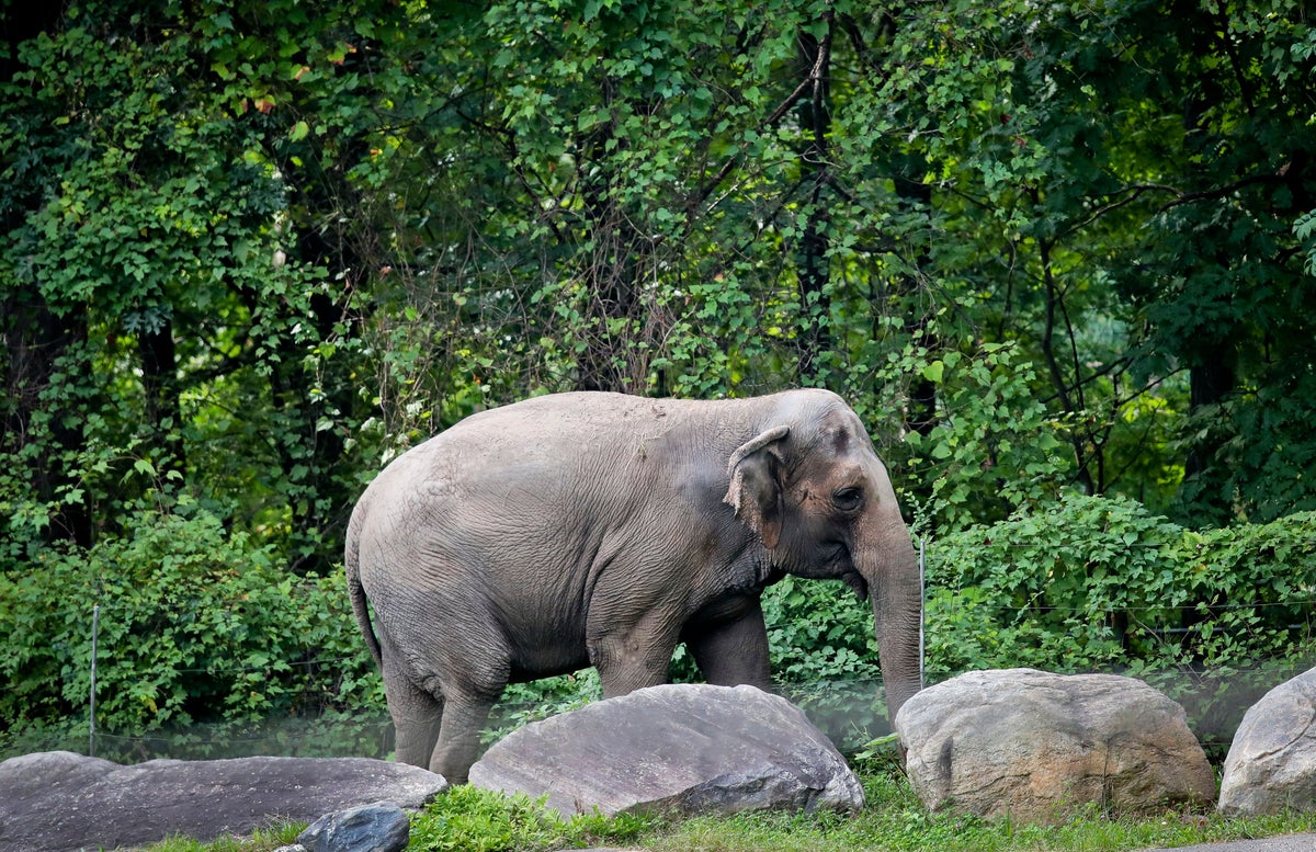 Happy the elephant’s final goodbye leaves Bronx Zoo staff in tears